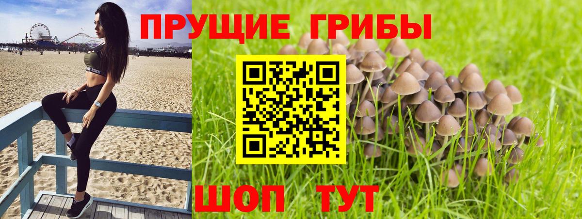 Волоколамск  Галлюциногенные грибы MAGIC MUSHROOMS  Вход с VPN  Псилоцибиновые грибы ЛСД 